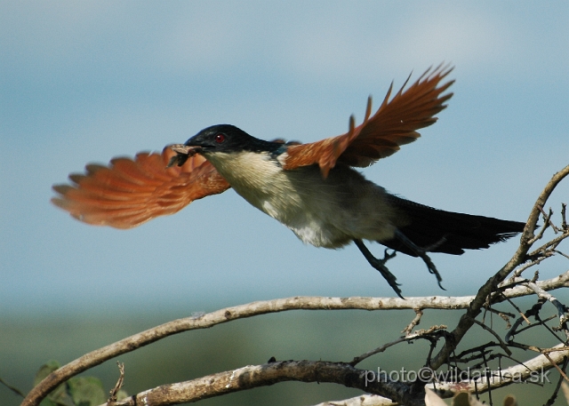 puku rsa 265.jpg - Burchell`s Coucal (Centropus burchelli)